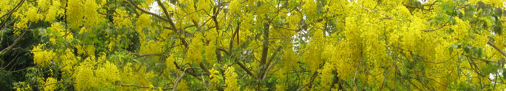 黃風鈴樹近照